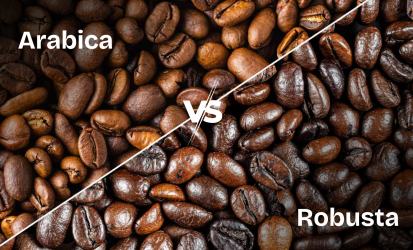 arabica vs rbusta