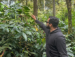 Shade Growing Shapes Green Coffee Bean Quality
