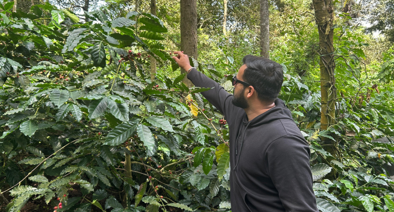 Shade Growing Shapes Green Coffee Bean Quality