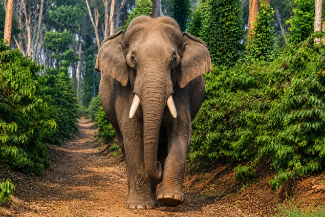 Elephant copy